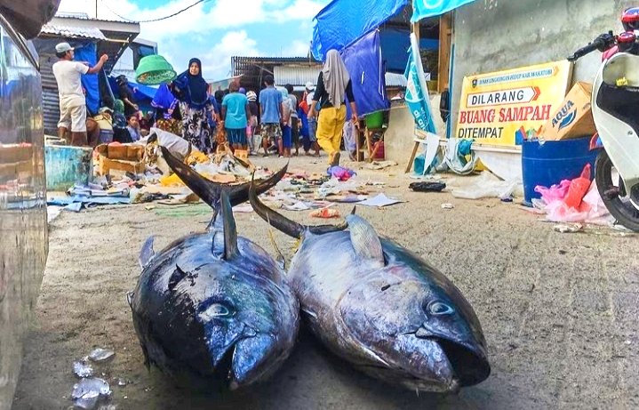 pengembangan budidaya perikanan riau