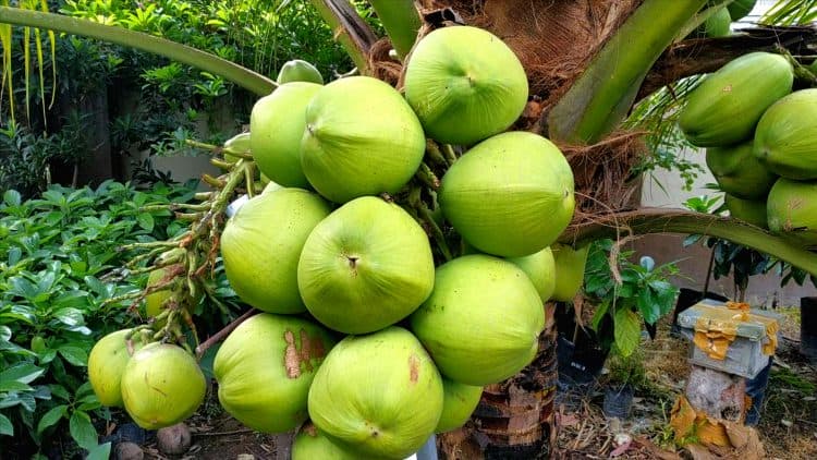 kelapa pandan wangi