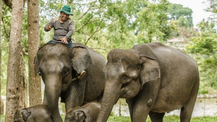 sekolah gajah wisata keluarga