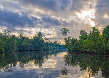 Ekosistem mangrove di pesisir riau rusak karena abrasi