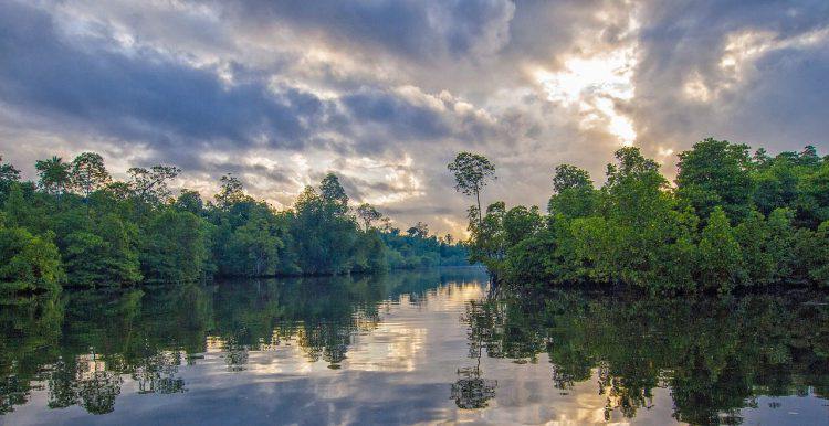 Ekosistem mangrove di pesisir riau rusak karena abrasi