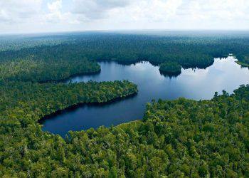 Dibentuk pada tahun 2013 oleh Grup APRIL dan terletak di pesisir timur pulau Sumatra, RER merupakan area hutan seluas 150.693 hektar yang terletak di dua wilayah. Area seluas 130.095 hektar berada di tengah blok hutan yang membentang 344.573 hektar di Semenanjung Kampar