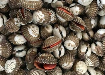 Kerang penyebab kolesterol