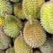 Produksi buah durian di Riau