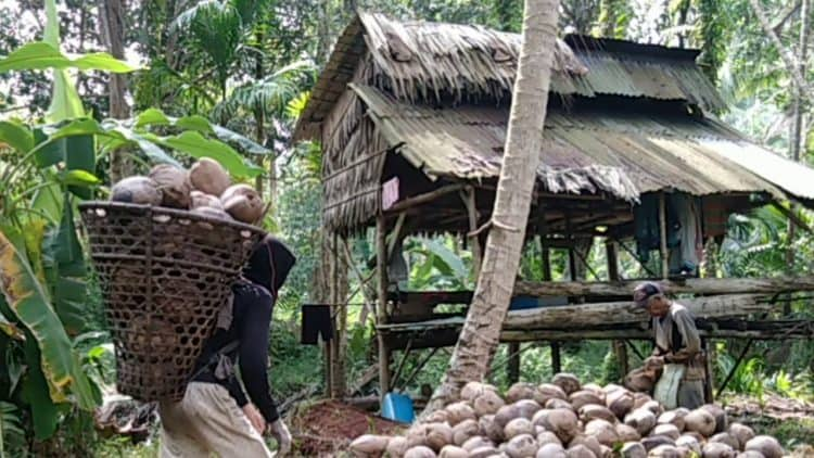 Harga kelapa turun