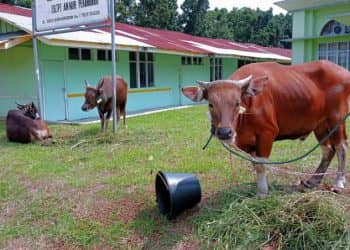 Jelang Idul Adha 1445 H, Distankan Pekanbaru Periksa 5 Ribu Lebih Hewan Kurban