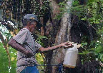 Potensi ekonomi budidaya aren