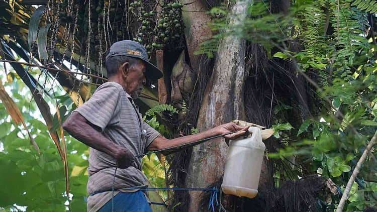 Potensi ekonomi budidaya aren