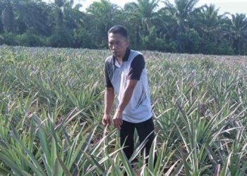 Hadi Santoso seorang petani nenas yang sukses di Sungai Apit, seorang nasabah MKM Bank Riau Kepri Syariah