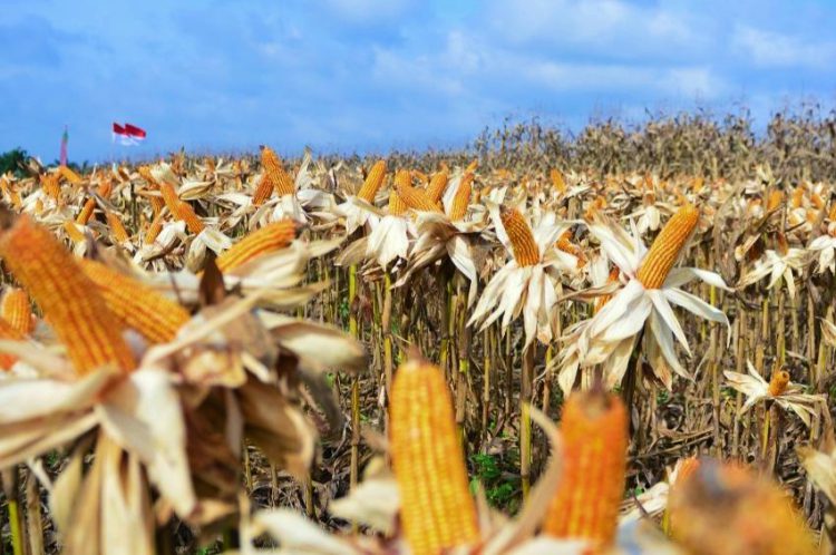 Jagung pakan ternak