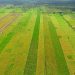 sawah di pulau Mendol