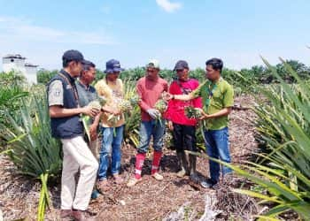 Petani dampingan CD RAPP yang tergabung dalam kelompok tani Harapan Jaya tengan berdiskusi dengan tim CD RAPP di kebun nanas milik salah satu petani dampingan di desa Kuala Panduk.