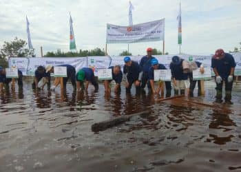 Penanaman bibit Mangrove oleh Bupati Siak Alfedri, didampingi GM Stakeholder Relations (SHR) PT RAPP, Wan Muhamad Jack Anza dan jajaran manajemen lainnya