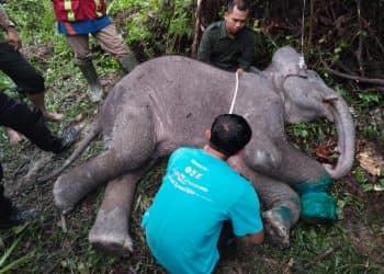 Anak Gajah Sumatera Mati, Kaki Hampir Putus Terlilit Nilon