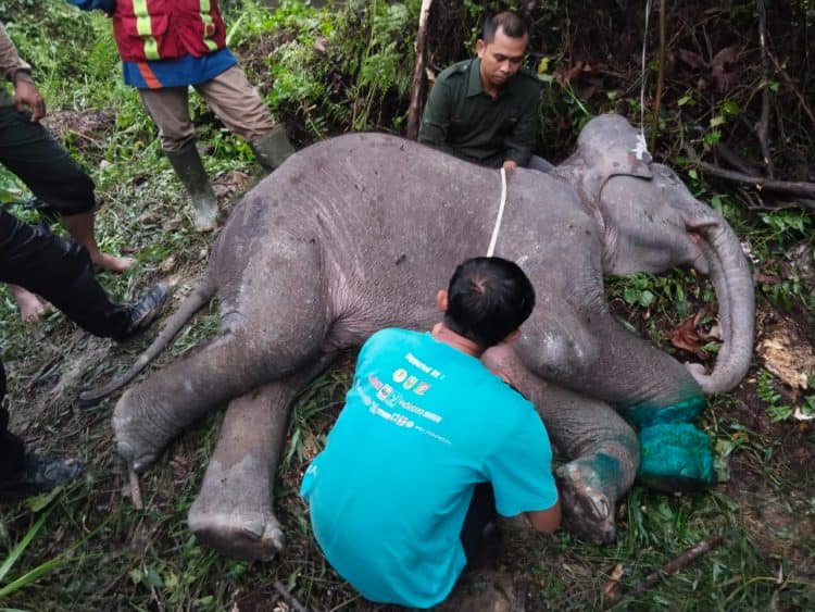 Anak Gajah Sumatera Mati, Kaki Hampir Putus Terlilit Nilon