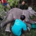 Anak Gajah Sumatera Mati, Kaki Hampir Putus Terlilit Nilon