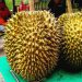 harga durian montong kampar