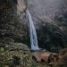 Air Terjun Sarasah Barasok, Surga Tersembunyi di Sumatera Barat 