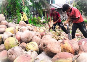 Harga Komoditas Perkebunan Riau: Kelapa Butiran Turun, Kopra dan Pinang Naik