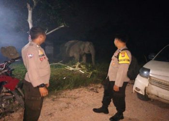 Dua Gajah Liar Berkeliaran di Sekitar Gudang Logistik Pemilu Kabupaten Pelalawan