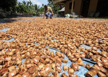 Harga Komoditi Perkebunan di Riau: Pinang Kering Turun, Harga Karet Tetap