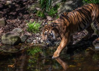 BKSDA Riau Bantah Video Viral Wajah Manusia yang Rusak Diserang Harimau, Ini Fakta Sebenarnya