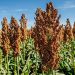 sorghum