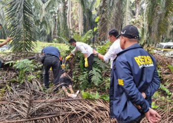 Heboh! Penemuan Mayat di Perkebunan Sawit, Diduga Korban Kekerasan