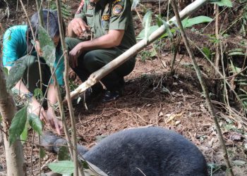 Seekor Beruang Madu Berhasil Diselamatkan dari Jerat di Kebun Karet