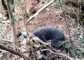 Beruang Madu Terjerat di Perkebunan Warga Desa Merangin, Kampar