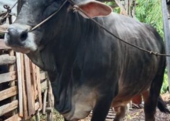 Berbobot Brangus, Segini Bobot Sapi Presiden untuk Warga Riau