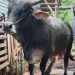 Berbobot Brangus, Segini Bobot Sapi Presiden untuk Warga Riau