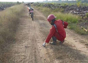 Waduh, Jejak Harimau Sumatera Ditemukan di Lokasi Karhutla Inhu