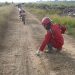 Waduh, Jejak Harimau Sumatera Ditemukan di Lokasi Karhutla Inhu