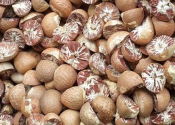 Harga Komoditi Perkebunan di Riau Stagnan, Pinang Kering Tetap Rp4.100 per Kilogram