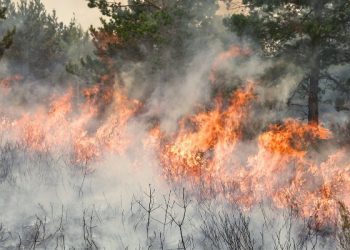 Berikut Daerahnya, Total Sudah 9 Daerah di Riau Tetapkan Status Siaga Darurat Karhutla