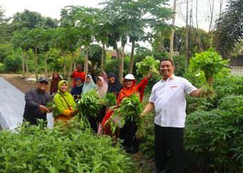 Calon Wakil Walikota Markarius Anwar Panen Sayur Bareng KWT Terbaik Pekanbaru