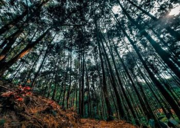 Hutan Pinus Cadika Kampar, Rekomendasi Wisata Keluarga di Akhir Pekan