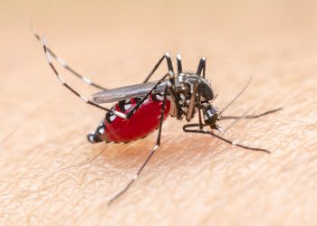 Kasus Malaria di Indragiri Hilir Menurun Signifikan