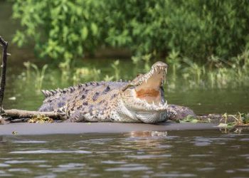 Kemunculan Buaya di Rokan Hilir Bikin Masyarakat Cemas