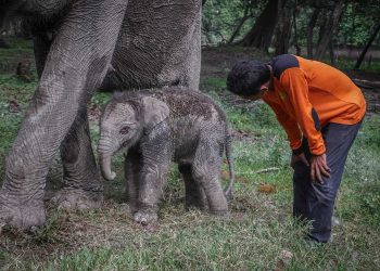 Ngatini, Gajah di TWA Buluh Cina Lahirkan Bayi Betina