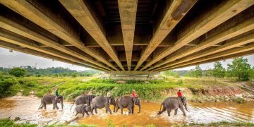 Konservasi gajah sumatra