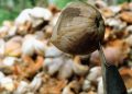 Petani Kelapa di Desa Simpang Gaung Mengeluh Hasil Panen Turun Drastis