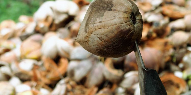 Petani Kelapa di Desa Simpang Gaung Mengeluh Hasil Panen Turun Drastis