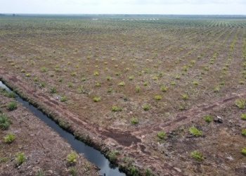 Lima Program Strategis Kementerian Kehutanan Dinilai Ambigu, WALHI Kritik Minimnya Perlindungan Hutan