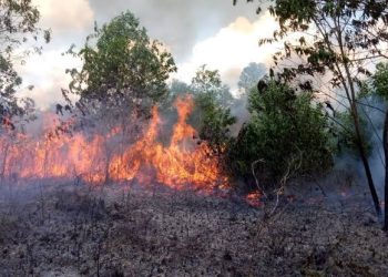 Pemprov Riau Cabut Status Siaga Darurat Karhutla, 2.486,75 hektare Terbakar Sepanjang 2024