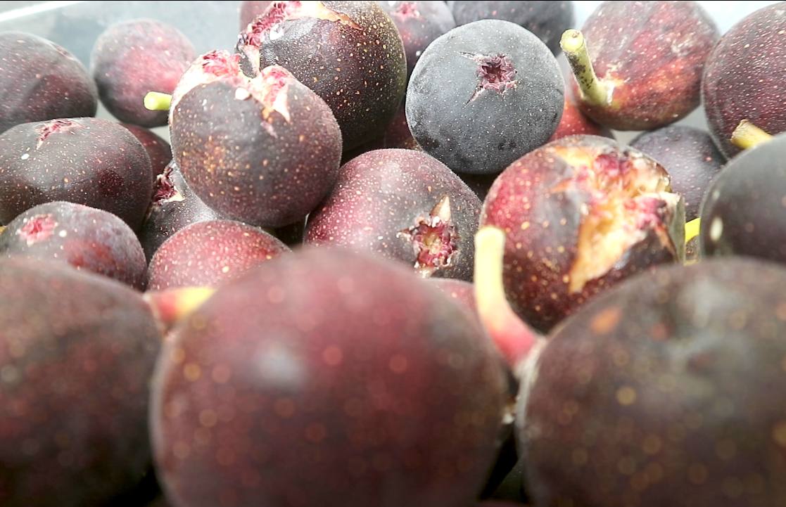 Panen buah tin di pekanbaru