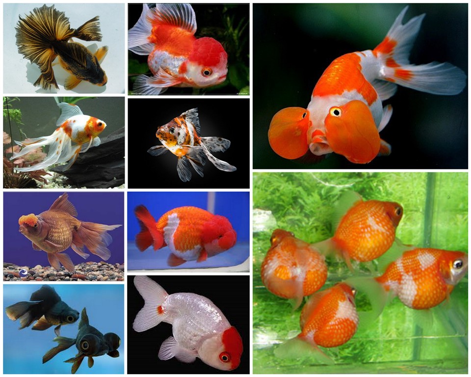 Ikan Koki Bisa Mengubah Warna Tubuhnya | BertuahPos