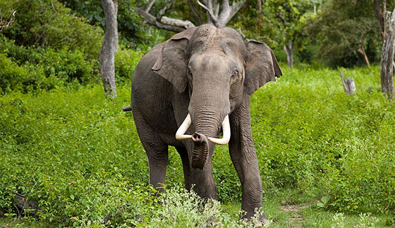 gajah terjebak di rawa
