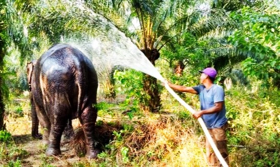 Gajah betina